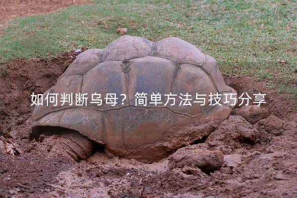 如何判断乌母？简单方法与技巧分享