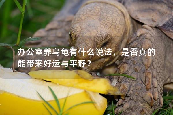 办公室养乌龟有什么说法，是否真的能带来好运与平静？