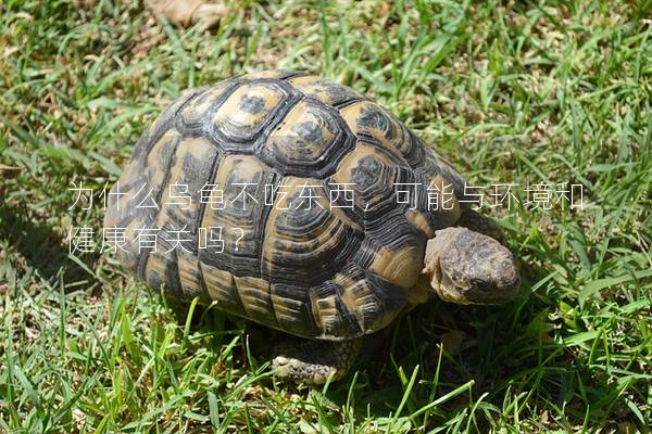 为什么乌龟不吃东西，可能与环境和健康有关吗？