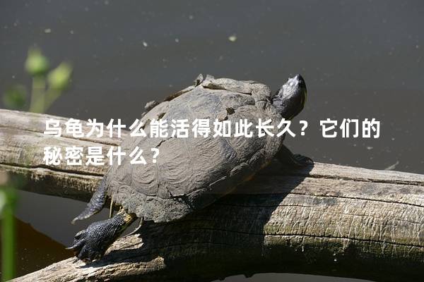 乌龟为什么能活得如此长久？它们的秘密是什么？
