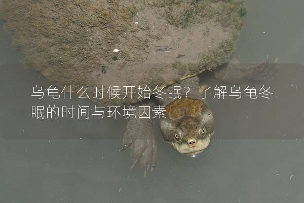 乌龟什么时候开始冬眠？了解乌龟冬眠的时间与环境因素