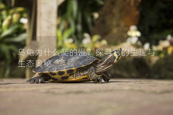 乌龟为什么爬的慢？探寻它的生理与生态奥秘