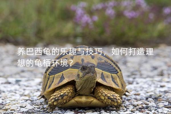 养巴西龟的乐趣与技巧，如何打造理想的龟栖环境？