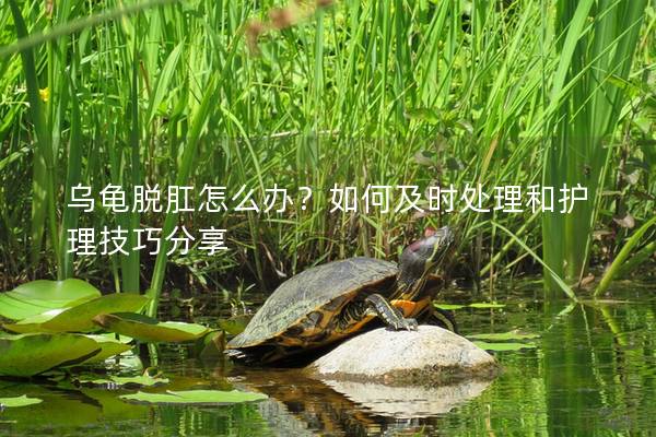 乌龟脱肛怎么办？如何及时处理和护理技巧分享