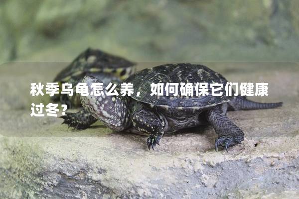 秋季乌龟怎么养，如何确保它们健康过冬？