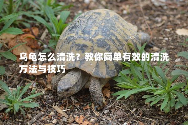 乌龟怎么清洗？教你简单有效的清洗方法与技巧