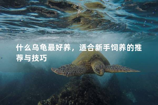 什么乌龟最好养，适合新手饲养的推荐与技巧