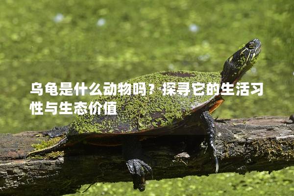 乌龟是什么动物吗？探寻它的生活习性与生态价值