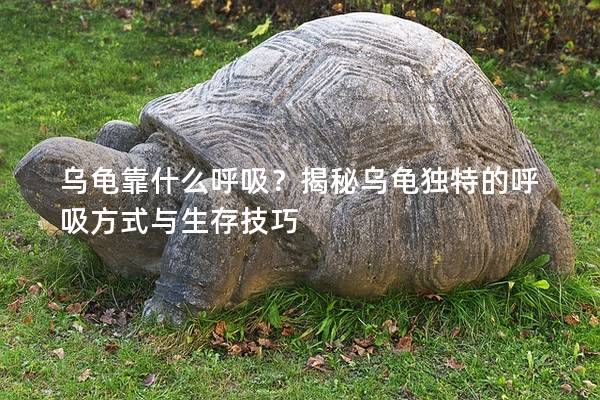 乌龟靠什么呼吸？揭秘乌龟独特的呼吸方式与生存技巧