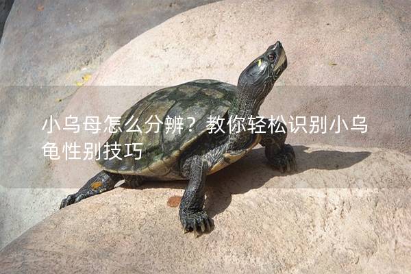 小乌母怎么分辨？教你轻松识别小乌龟性别技巧
