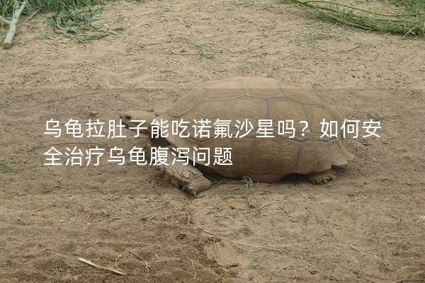 乌龟拉肚子能吃诺氟沙星吗？如何安全治疗乌龟腹泻问题