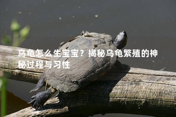 乌龟怎么生宝宝？揭秘乌龟繁殖的神秘过程与习性