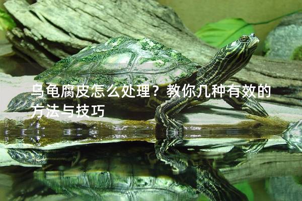 乌龟腐皮怎么处理？教你几种有效的方法与技巧