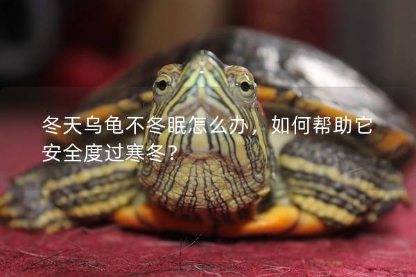 冬天乌龟不冬眠怎么办，如何帮助它安全度过寒冬？