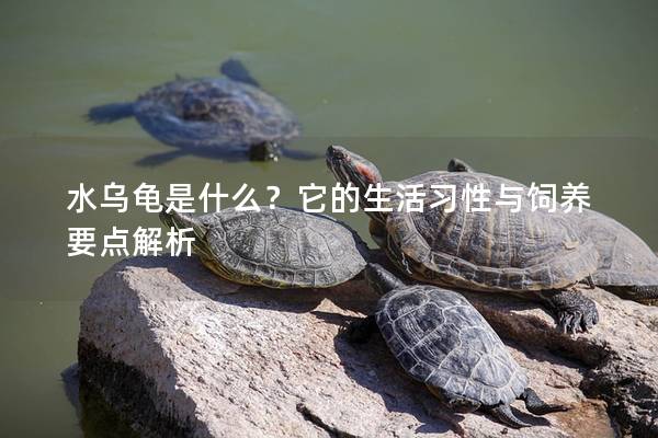 水乌龟是什么？它的生活习性与饲养要点解析