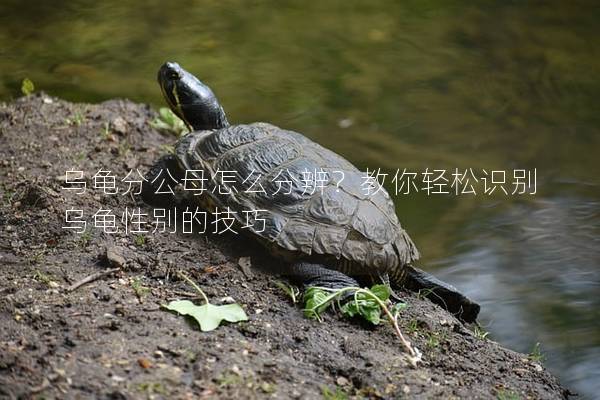 乌龟分公母怎么分辨？教你轻松识别乌龟性别的技巧