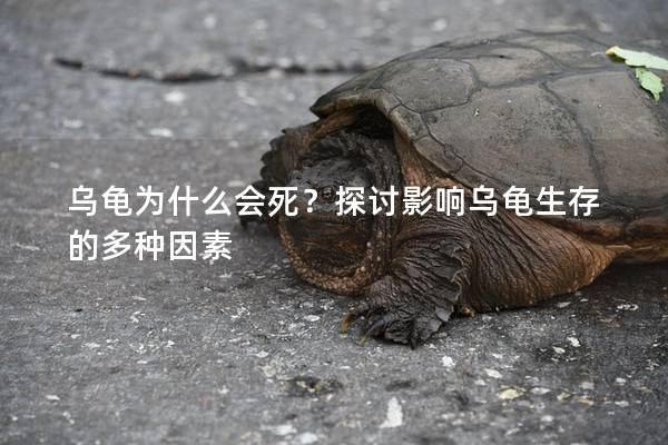 乌龟为什么会死？探讨影响乌龟生存的多种因素