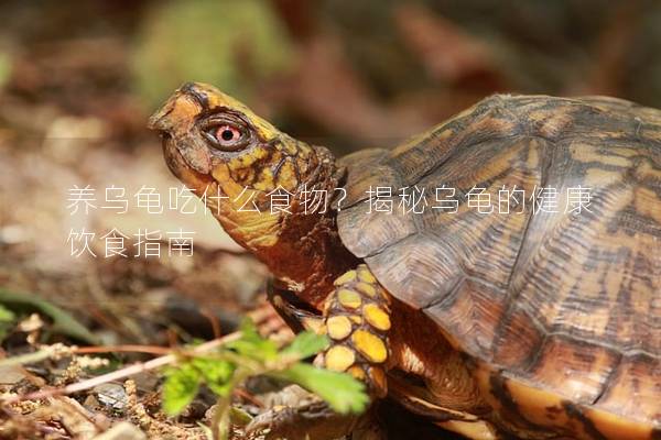 养乌龟吃什么食物？揭秘乌龟的健康饮食指南