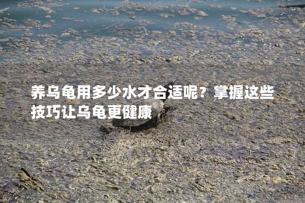 养乌龟用多少水才合适呢？掌握这些技巧让乌龟更健康