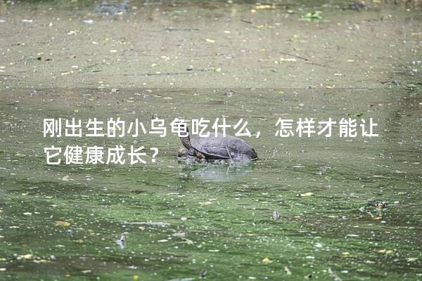 刚出生的小乌龟吃什么，怎样才能让它健康成长？