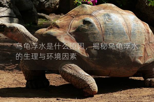 乌龟浮水是什么原因，揭秘乌龟浮水的生理与环境因素