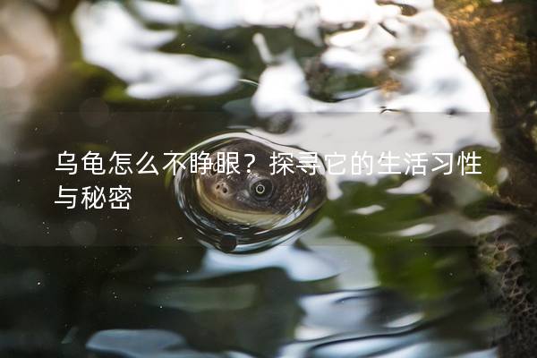 乌龟怎么不睁眼？探寻它的生活习性与秘密