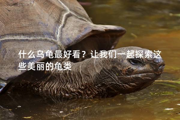什么乌龟最好看？让我们一起探索这些美丽的龟类