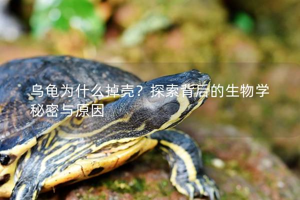 乌龟为什么掉壳？探索背后的生物学秘密与原因
