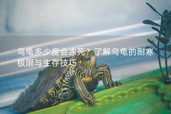 乌龟多少度会冻死？了解乌龟的耐寒极限与生存技巧
