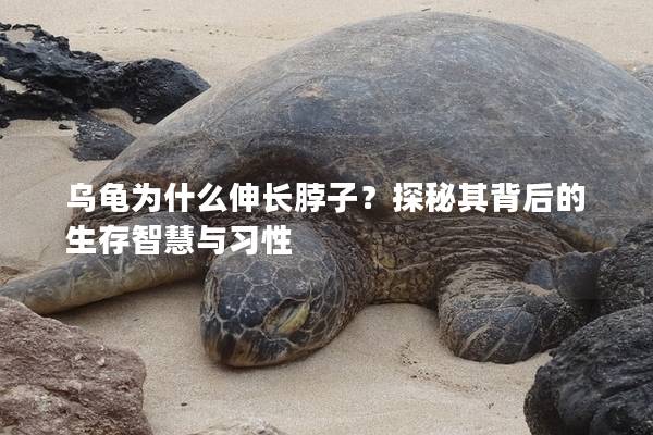 乌龟为什么伸长脖子？探秘其背后的生存智慧与习性