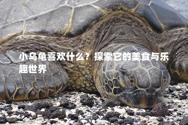 小乌龟喜欢什么？探索它的美食与乐趣世界