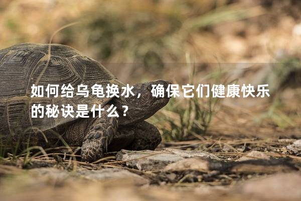 如何给乌龟换水，确保它们健康快乐的秘诀是什么？