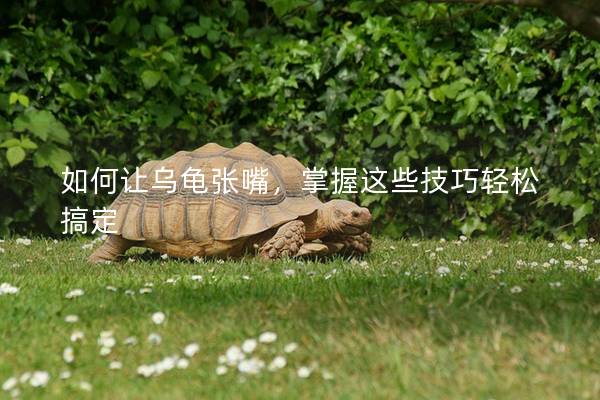 如何让乌龟张嘴，掌握这些技巧轻松搞定