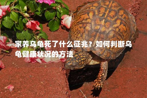 家养乌龟死了什么征兆？如何判断乌龟健康状况的方法