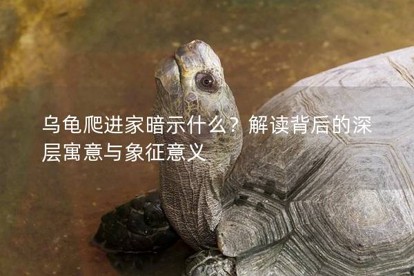 乌龟爬进家暗示什么？解读背后的深层寓意与象征意义