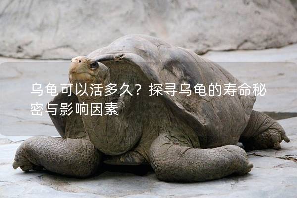 乌龟可以活多久？探寻乌龟的寿命秘密与影响因素