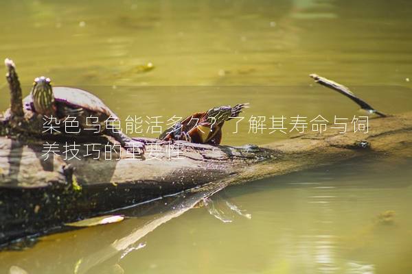 染色乌龟能活多久？了解其寿命与饲养技巧的重要性