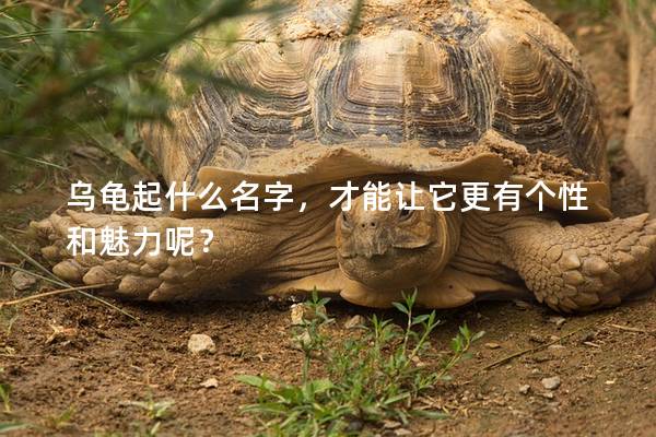 乌龟起什么名字，才能让它更有个性和魅力呢？