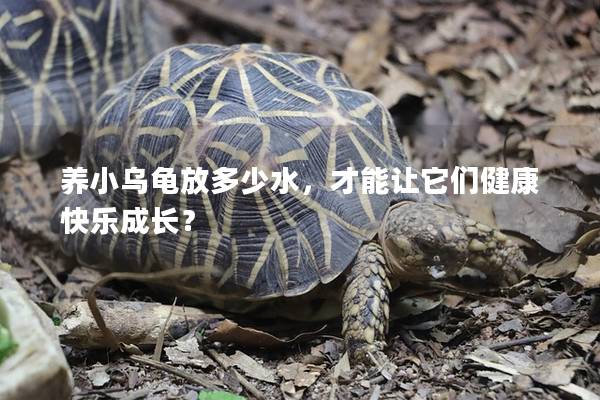 养小乌龟放多少水，才能让它们健康快乐成长？