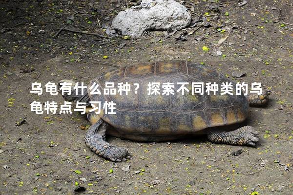 乌龟有什么品种？探索不同种类的乌龟特点与习性