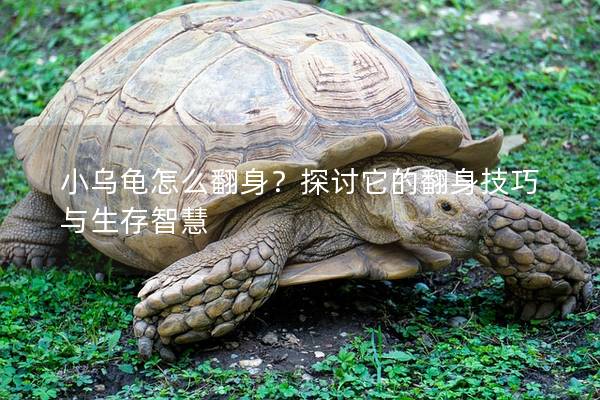 小乌龟怎么翻身？探讨它的翻身技巧与生存智慧