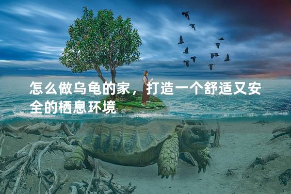 怎么做乌龟的家，打造一个舒适又安全的栖息环境