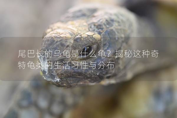 尾巴长的乌龟是什么龟？揭秘这种奇特龟类的生活习性与分布