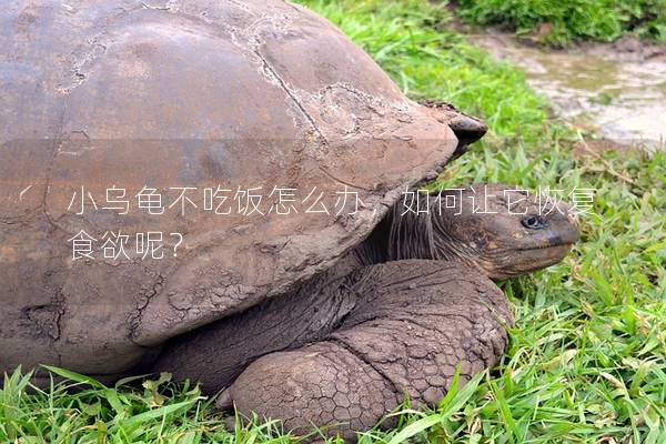 小乌龟不吃饭怎么办，如何让它恢复食欲呢？