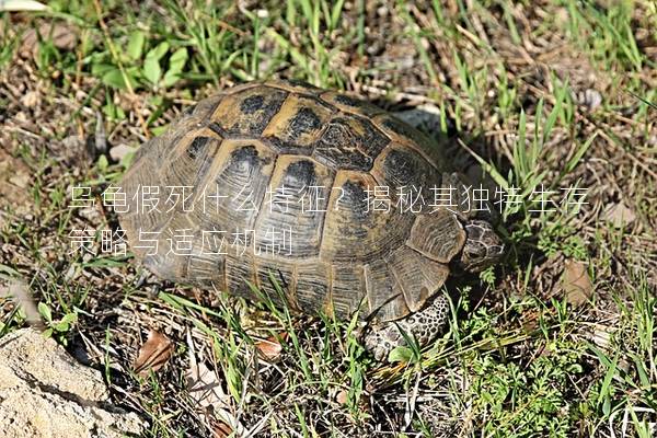 乌龟假死什么特征？揭秘其独特生存策略与适应机制