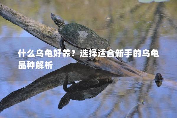 什么乌龟好养？选择适合新手的乌龟品种解析