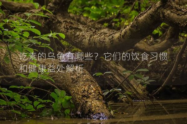 吃素的乌龟有哪些？它们的饮食习惯和健康益处解析