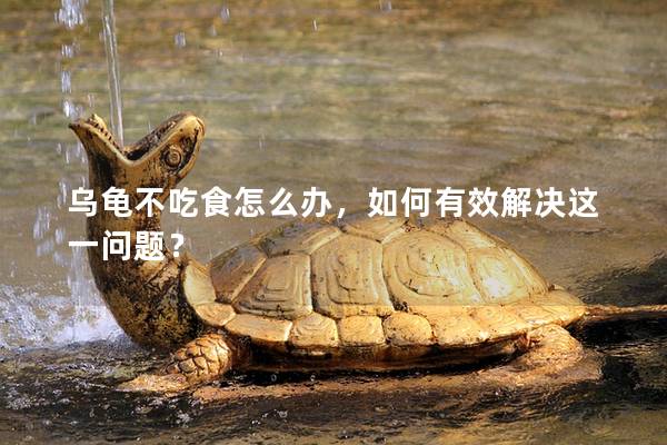 乌龟不吃食怎么办，如何有效解决这一问题？