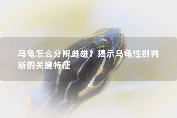 乌龟怎么分辨雌雄？揭示乌龟性别判断的关键特征