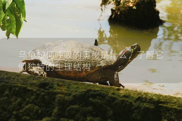 乌龟如何呼吸的奥秘是什么，了解它们独特的生理结构